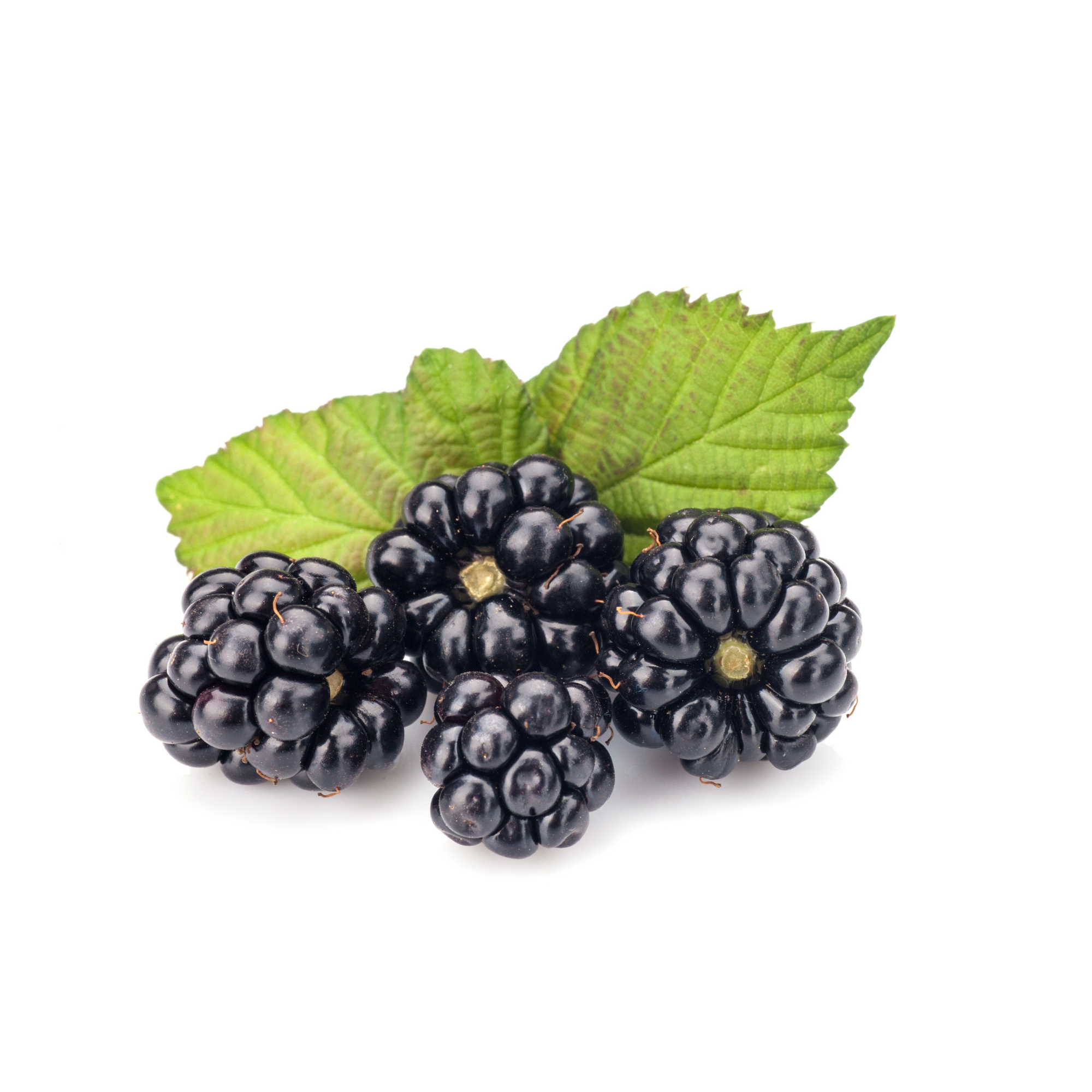 Boysenberry** Concentrate (FLV)