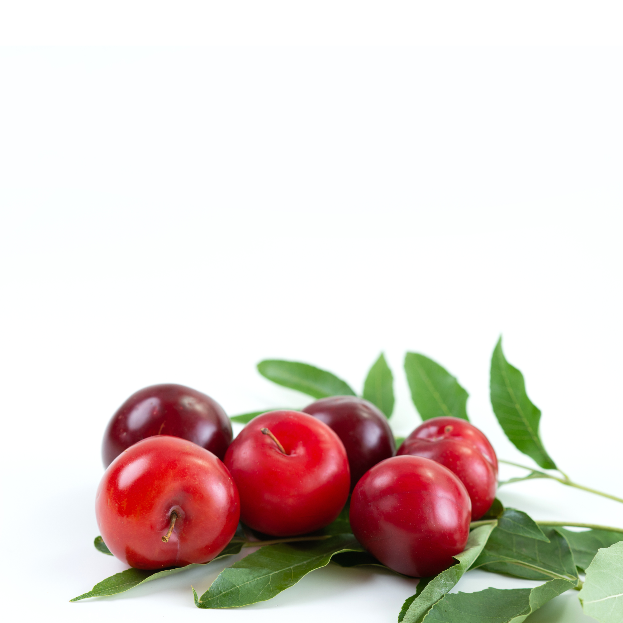 Guarana Concentrate (CAP)