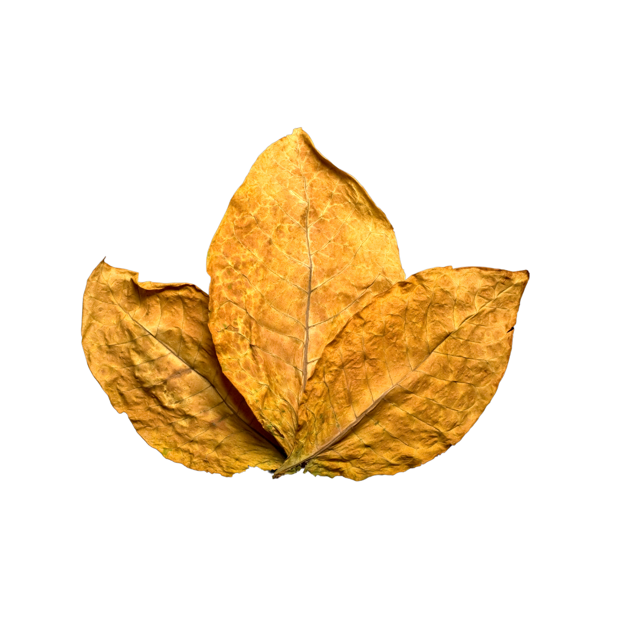 leading producer of tobacco 🌿 Top 10 Tobacco-Producing Countries in the World (2023) Did you know  China leads the world in tobacco production with over 2.29 million metric  tonnes? 🌏 Here's the global ranking of countries