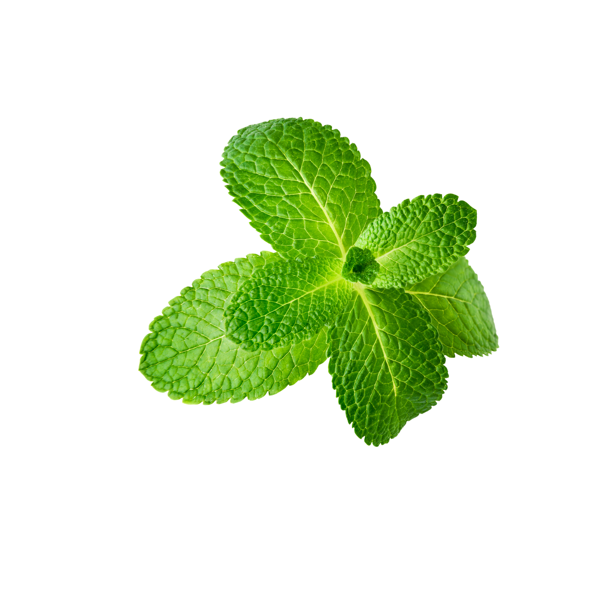 Menthol Liquid (PG) Concentrate (TFA)