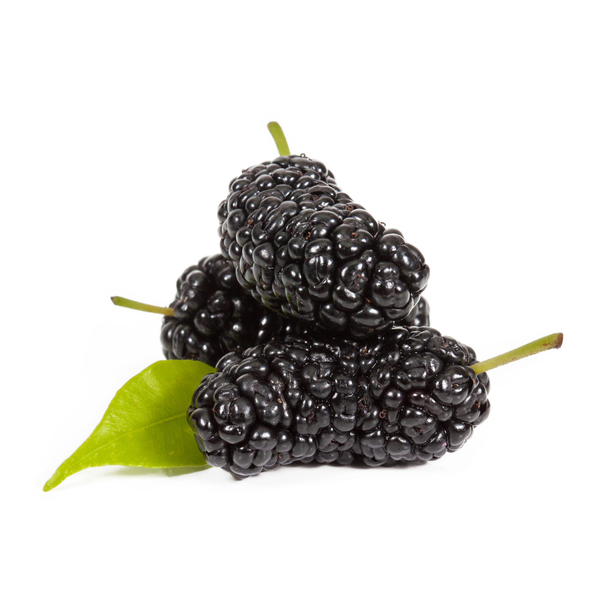 Mulberry Concentrate (FA)