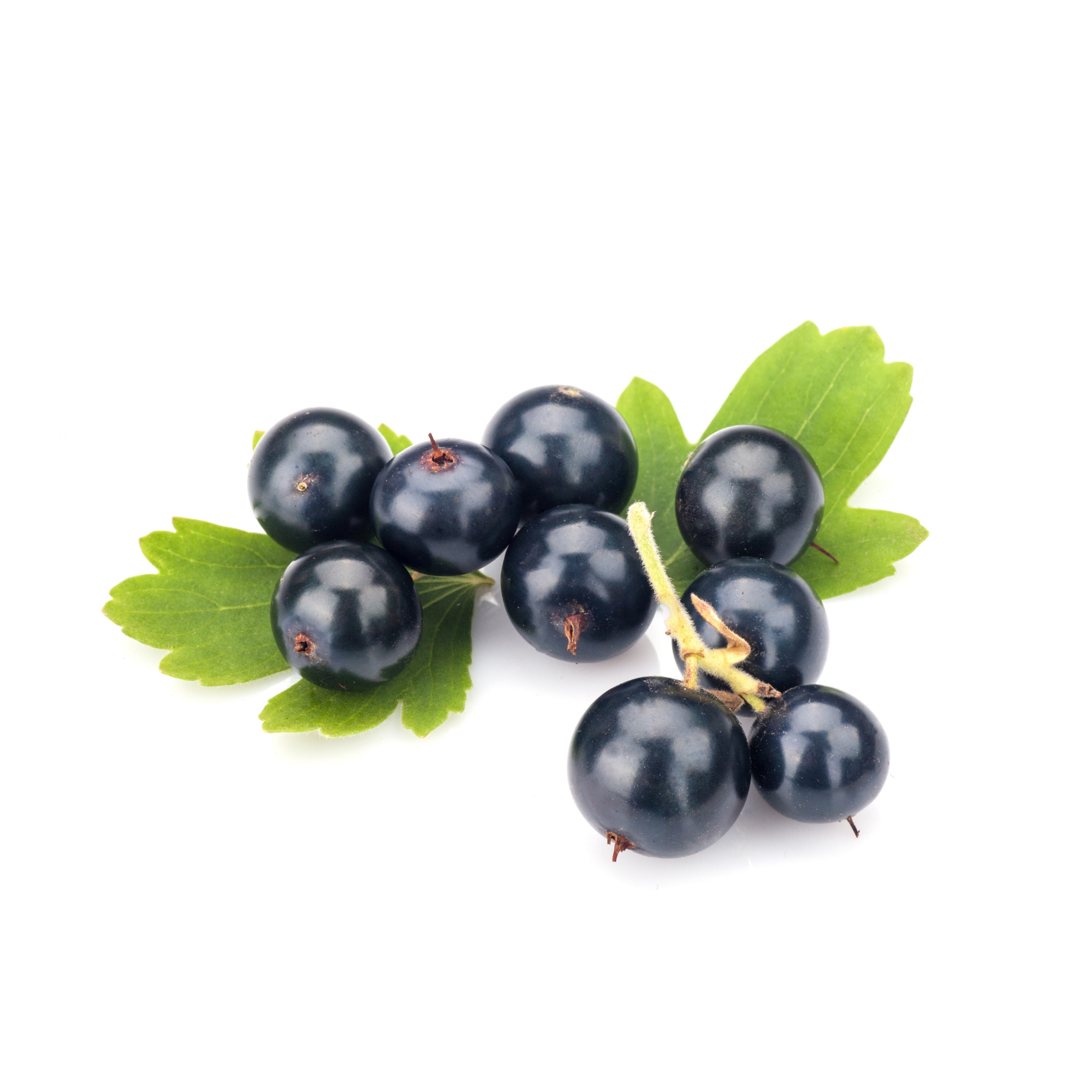 Sharp Blackcurrant (MB)