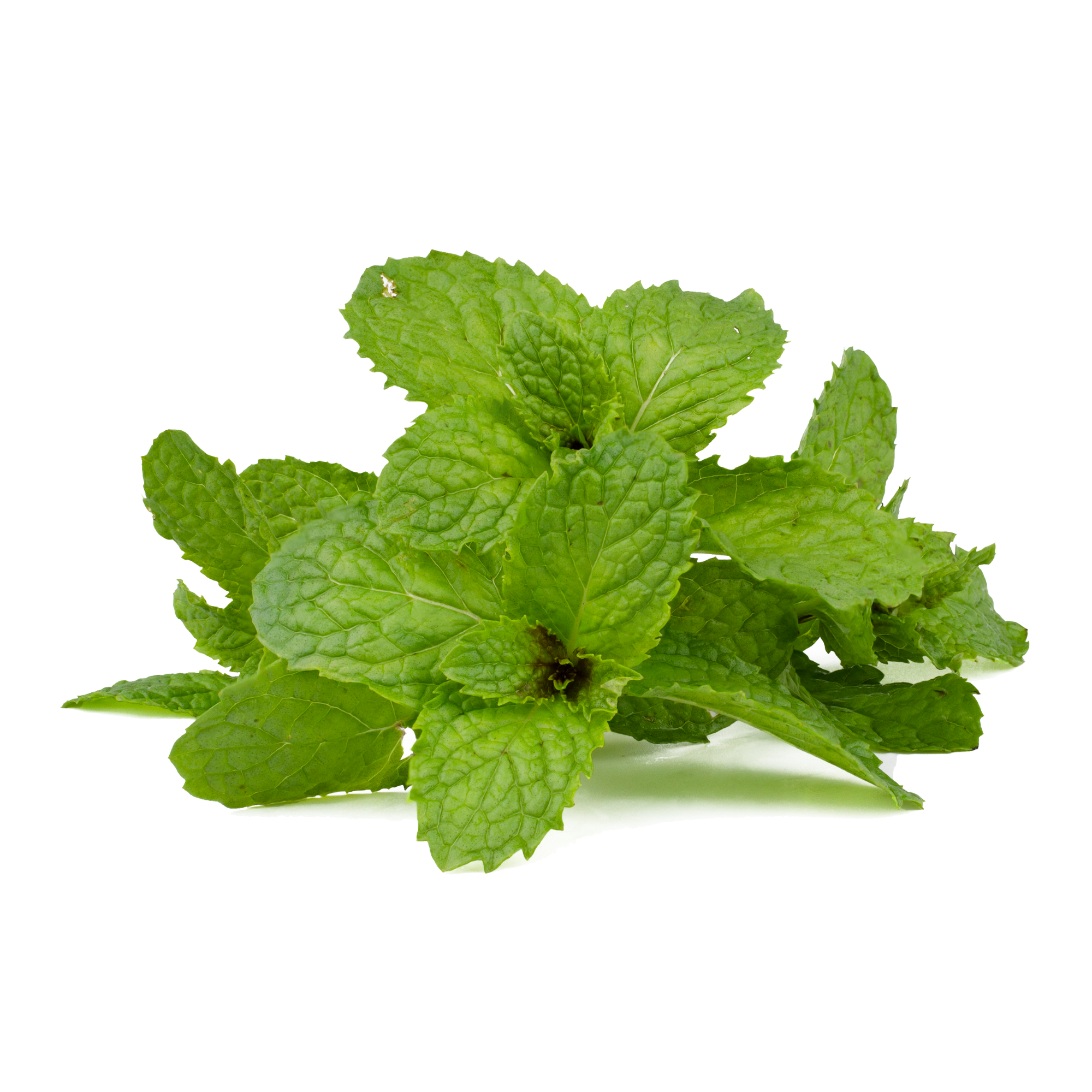 Spearmint Concentrate (FW)