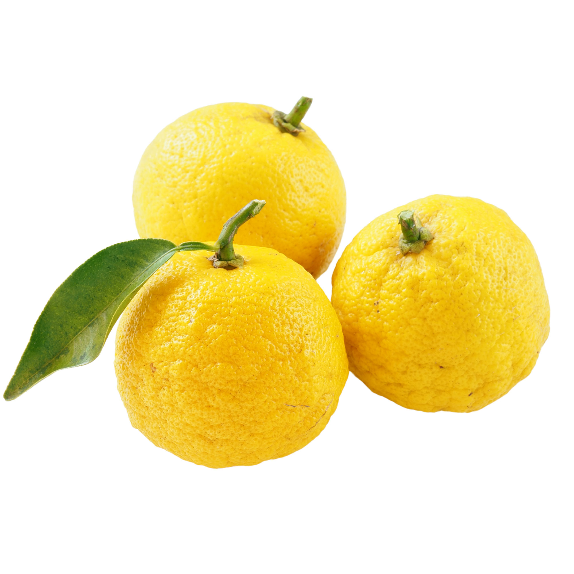 Yuzu (Citrus Junos) Concentrate (SSA/SUPA)