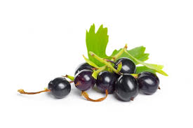 Black Currant Concentrate (INW)