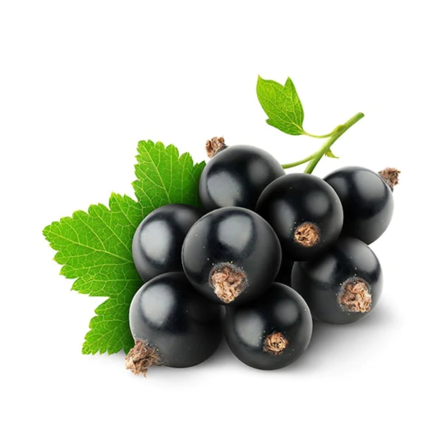 Black Currant Concentrate (TFA)