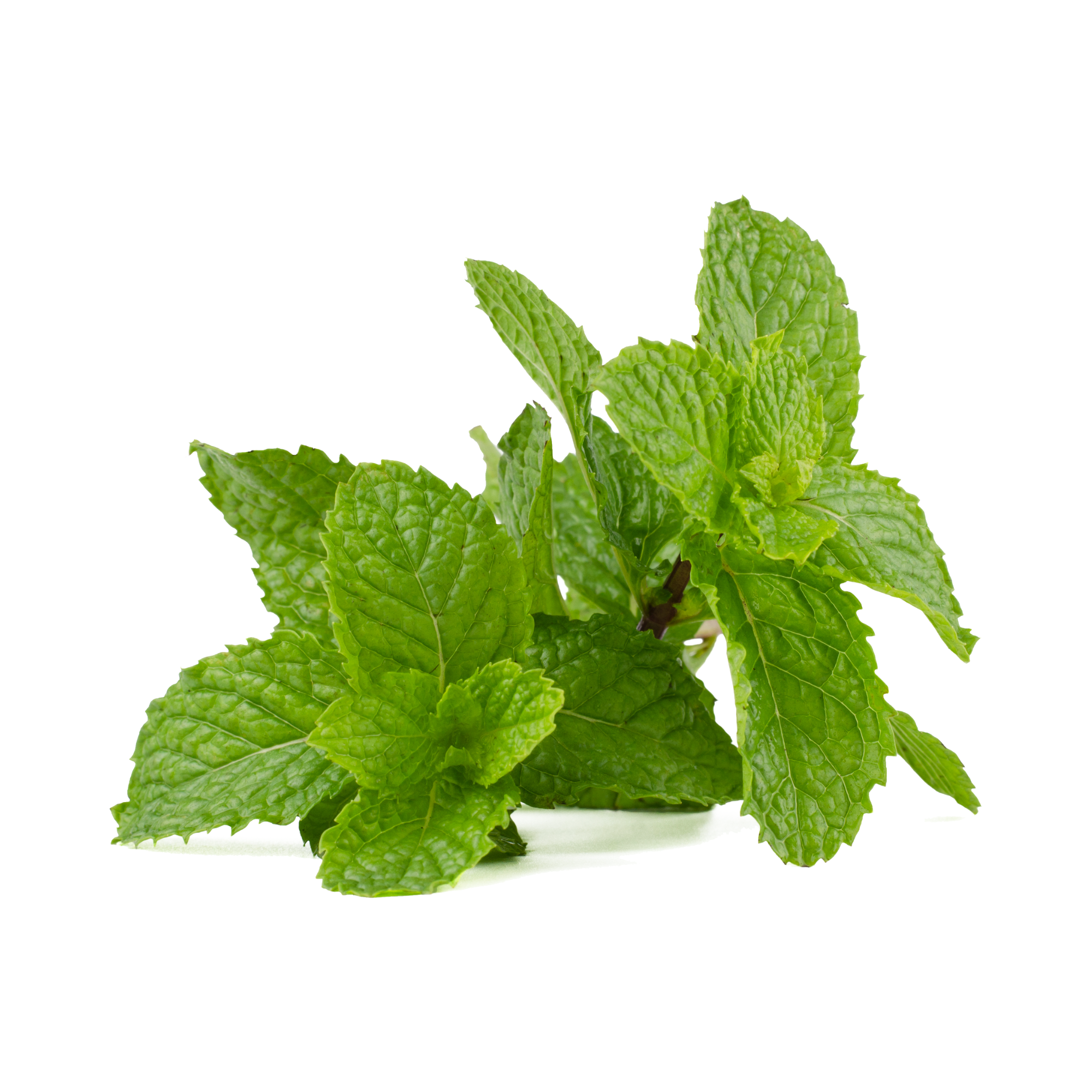 South Beach Mint Concentrate (CAP)
