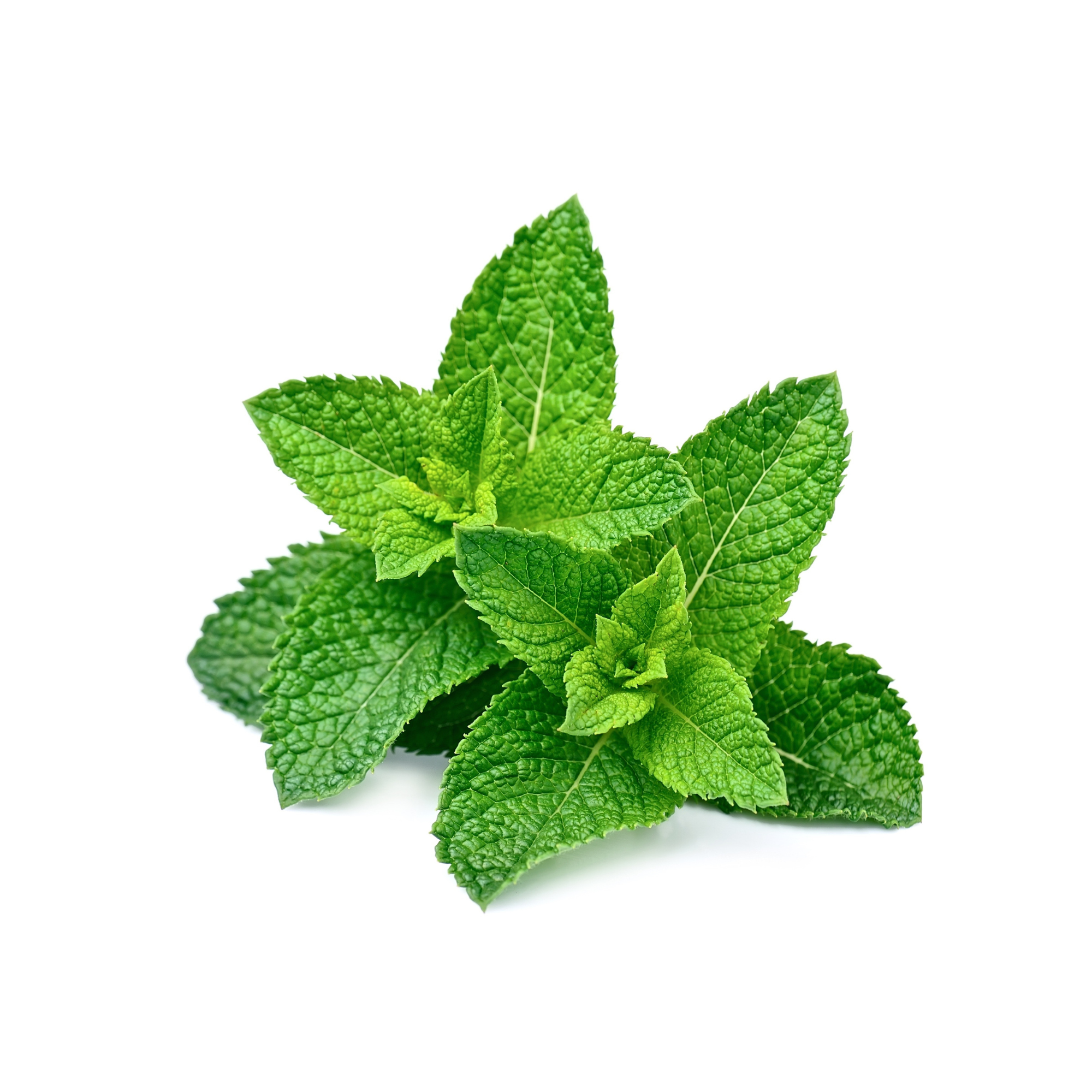 Spearmint Concentrate (LCL)