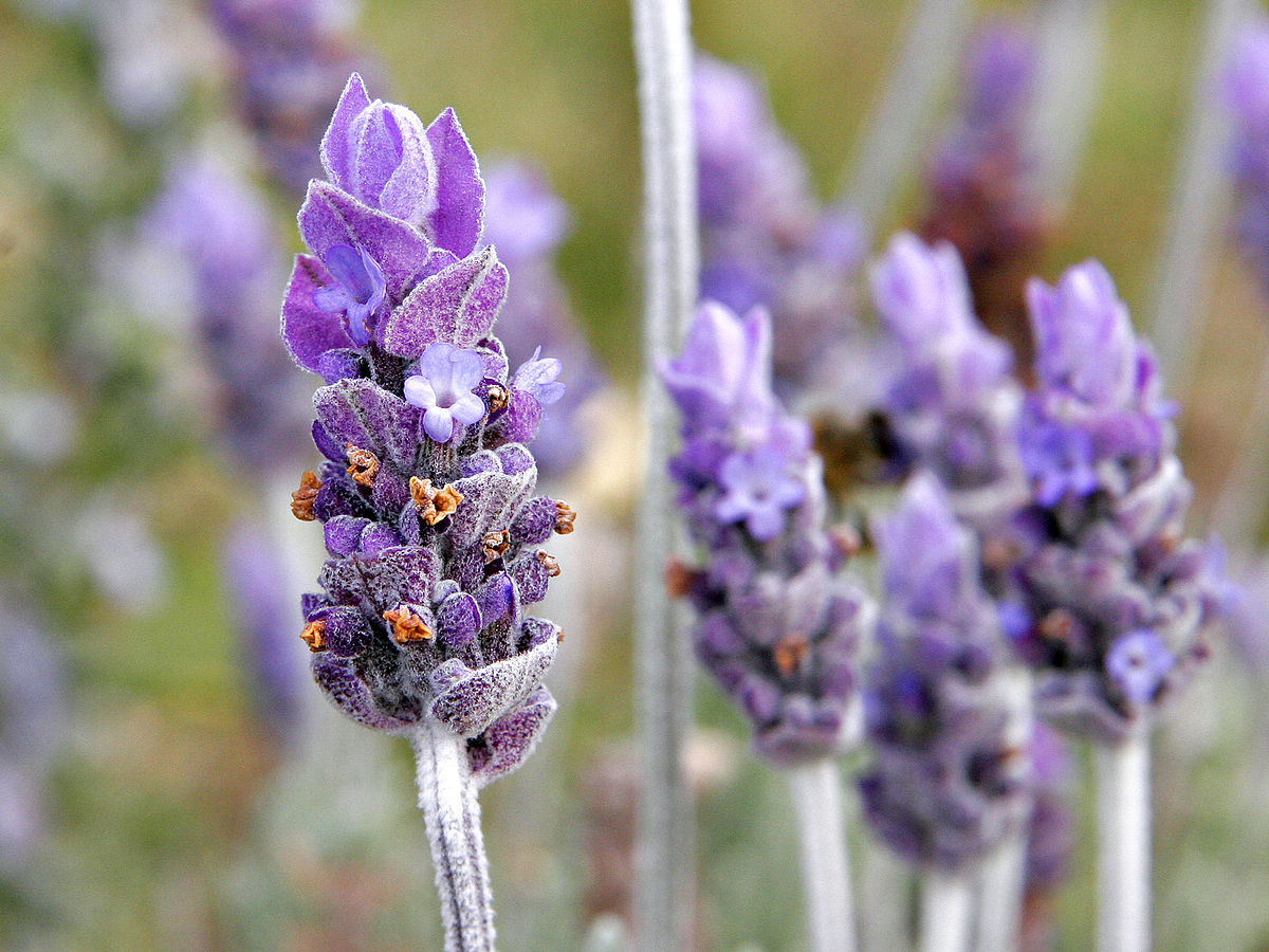 Lavender Concentrate (FA)
