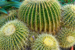 Cactus Concentrate (INW)