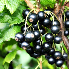Black Currant Concentrate (FRA)