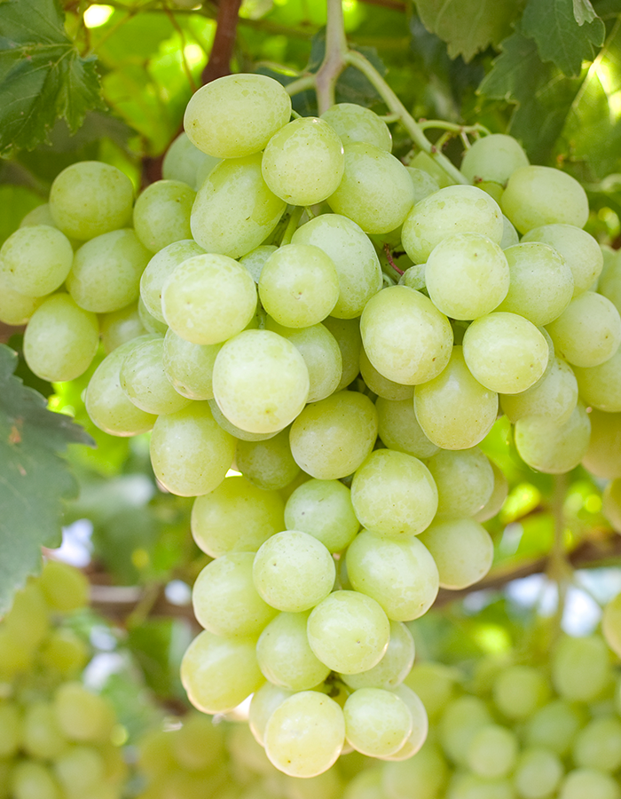 Grape White Concentrate (FA)
