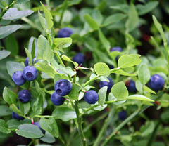 Bilberry Concentrate (FA)