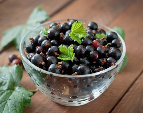 Black Currant Concentrate (SSA/SUPA)