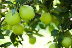Anton Apple Concentrate (INW)