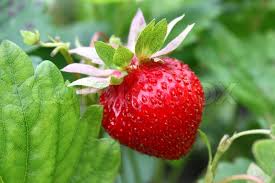 Ripe Strawberry Concentrate (SSA/SUPA)