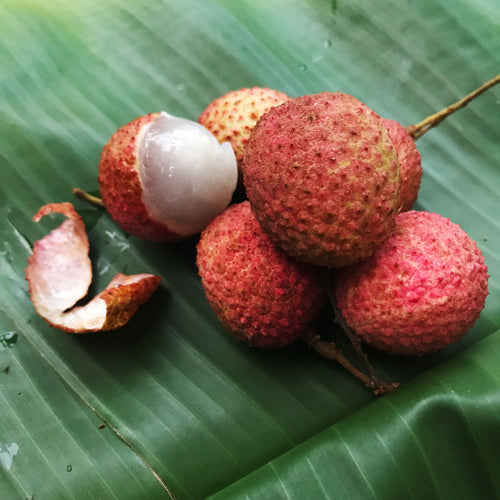 Lychee Concentrate (FRA)