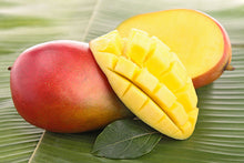 Mango V2 Concentrate (FRA)