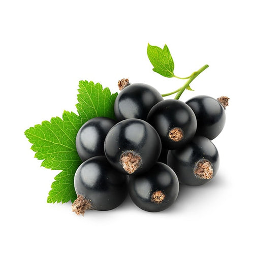 Black Currant V2 Concentrate (RAW)
