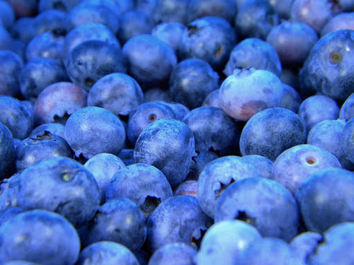 Blueberry Concentrate (FRA)